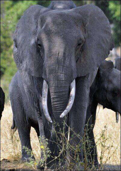 Cartes postales Animaux : Mâle éléphant en Afrique