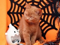 Fond d'écran Animaux d'Halloween - Un chaton et une toile d'araignée