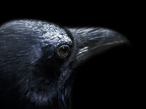 Fond d'écran Animaux d'Halloween - Un corbeau