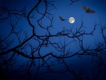 Fond d'écran Animaux d'Halloween - Chauves-souris sous la pleine lune