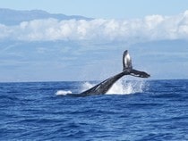 Fond d'écran Les Animaux marins - Plongeon d'une baleine à bosse