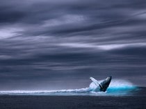 Fond d'écran Les Animaux marins - La baleine à bosse en pleine mer