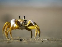 Fond d'écran Les Animaux marins - Un crabe sur la plage