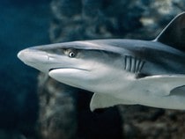 Fond d'écran Les Animaux marins - Le requin