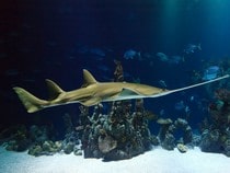 Fond d'écran Les Animaux marins - Le requin-scie