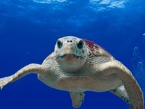 Fond d'écran Les Animaux marins - La tortue de mer