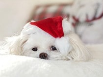 Fond d'écran Animaux de Noël - Petit chien blanc et son bonnet