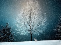 Fond d'écran Animaux de Noël - Petit lapin sous un arbre pour Noël