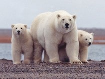 Fond d'écran Les Ours - Famille d'ours polaires
