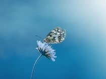 Fond d'écran Les Papillons - Papillon et fleur sur un ciel bleu