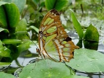 Fond d'écran Les Papillons - Un papillon Malachite