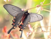Fond d'écran Les Papillons - Un papillon noir