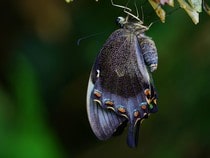 Fond d'écran Les Papillons - Un papillon violet