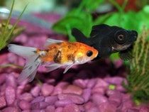 Fond d'écran Les Poissons et Aquarium - Un poisson Cyprin doré et un poisson noir aux gros yeux