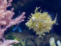Fond d'écran Les Poissons et Aquarium - Un poisson Lime feuillu