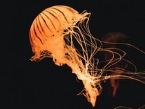 Fond d'écran Les Poissons et Aquarium - Une méduse orange