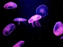 Fond d'écran Les Poissons et Aquarium - Des méduses roses