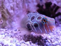 Fond d'écran Les Poissons et Aquarium - Un poisson violet
