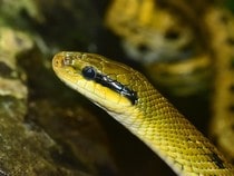 Fond d'écran Les Reptiles - Une couleuvre, un serpent