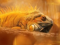 Fond d'écran Les Reptiles - Un iguane-dragon