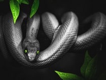 Fond d'écran Les Reptiles - Un serpent noir