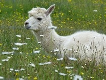 Fond d'écran Les Animaux sauvages - Un alpaca