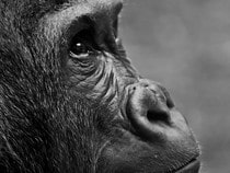 Fond d'écran Les Animaux sauvages - Regard d'un gorille