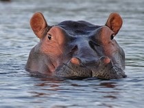 Fond d'écran Les Animaux sauvages - Un hippopotame