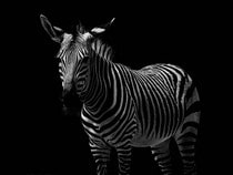 Fond d'écran Les Animaux sauvages - Un zèbre noir et blanc