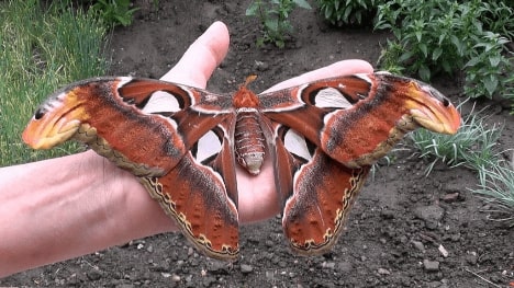 Jeu Puzzle Casse-tête en ligne Animaux Insectes Papillons Atlas géant Attacus Atlas
