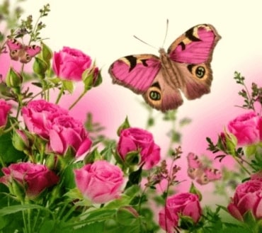 Jeu Puzzle Casse-tête en ligne Animaux Insectes Papillons Roses