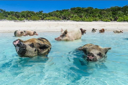 Jeu Puzzle Casse-tête en ligne Paysages Plages Bahamas cochons