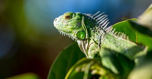 Jeu Puzzle Casse-tête en ligne Animaux Reptiles Iguane vert