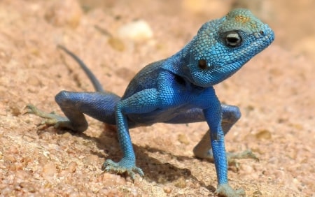Jeu Puzzle Casse-tête en ligne Animaux Reptiles Lézard bleu