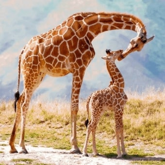 Jeu Puzzle Casse-tête en ligne Animaux Girafe Girafon