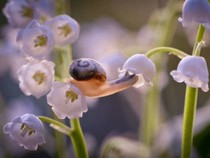 Jeu Puzzle Casse-tête en ligne Fleurs Nature Muguet Escargot