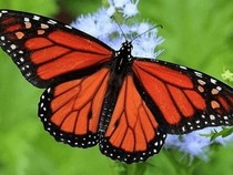 Jeu Puzzle Casse-tête en ligne Animaux Insectes Papillons Monarque