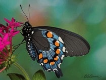 Jouez aux puzzles en ligne sur les papillons, insectes