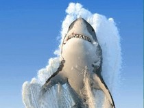 Jeu Puzzle Casse-tête en ligne Animaux Mer Poissons Requin blanc attaque