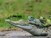 Jeu Puzzle Casse-tête en ligne Animaux Reptiles Caiman Grenouilles