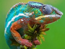 Jeu Puzzle Casse-tête en ligne Animaux Reptiles Caméléon