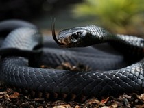 Jeu Puzzle Casse-tête en ligne Animaux Reptiles Serpent Mamba noir