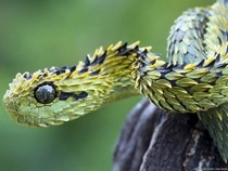 Jeu Puzzle Casse-tête en ligne Animaux Reptiles Serpent Vipère bush