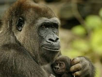 Jeu Puzzle Casse-tête en ligne Animaux sauvages Gorille