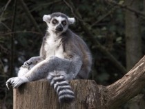 Jeu Puzzle Casse-tête en ligne Animaux Lemur catta Madagascar