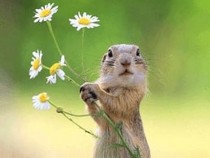Jeu Puzzle Casse-tête en ligne Animaux Marmotte Fleurs