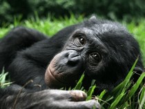 Jeu Puzzle Casse-tête en ligne Animaux Singe Bonobo