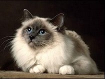 Testez vos connaissances sur les animaux - Quizz sur les  sur les chats - Vrai-faux