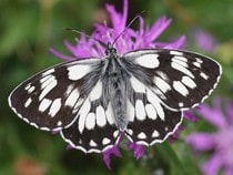 Testez vos connaissances sur les animaux - Quizz sur les  sur les espèces de papillons