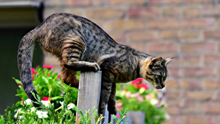 Chat qui saute